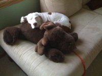 Jessie sleeping with Moose.jpg