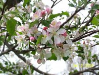 Apple Blossoms.jpg