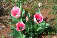 Tulip pk 1.jpg