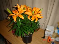 Asiatic Lily 003.JPG