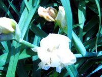 tn_My iris in bloom.JPG