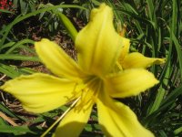 Yellow Spider Daylily from Mom.jpg