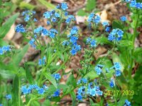 Little blue flowers 1.jpg