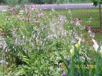 Hosta blooms-Calla lilies- coneflowers 2.jpg