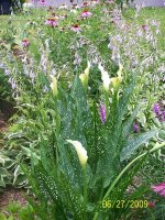 Hosta blooms-calla lilies-coneflowers 1.jpg