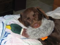another Ellie with duck 006 (2)  EM.jpg