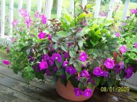 Assorted potted plants 1.jpg