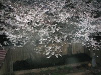 cherry blossoms 001 (2)  EM.jpg