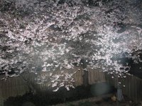 cherry blossoms 002 (2)  EM.jpg