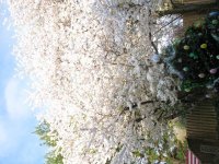 cherry blossoms 004 (2) new EM.jpg