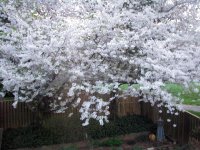 cherry blossoms 018 (2) new EM.jpg