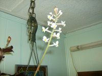 J orchid 005.jpg