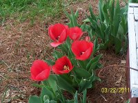 Tulips red 2.jpg
