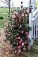 Camellia Bush 2.jpg