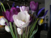 tulips 001.JPG