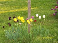 Tulips 1.jpg