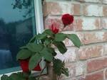 my red rose 2011.jpg