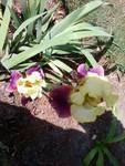 My 2nd iris bloom 2011.jpg