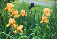Irises1org.jpg