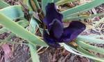 dwarf purple iris 2011.jpg