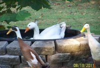 Mikey and Ducks-8-20-2011 005.jpg