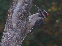 04Hairy woodpecker male.jpg