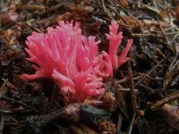 Red Coral Mushroom, Ramaria araiospora (1).jpg
