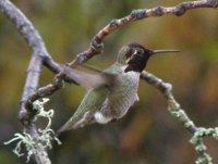 25Anna's Hummingbird male.jpg