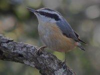 33red-breasted nuthatch.jpg