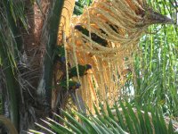 lorrikeets on palm flower.JPG