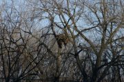 eagle nest.jpg