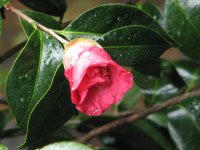 Camellia opening.jpg