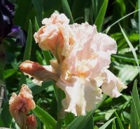 Pink Iris.jpg