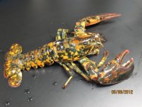 PORT-Calico-lobster.jpg