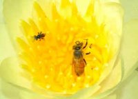 native bees.jpg
