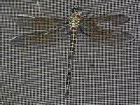 Dragonfly 002.jpg