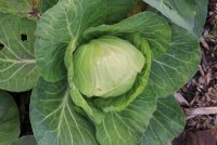 cabbage (800x533).jpg