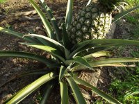 pineapples-4445.jpg