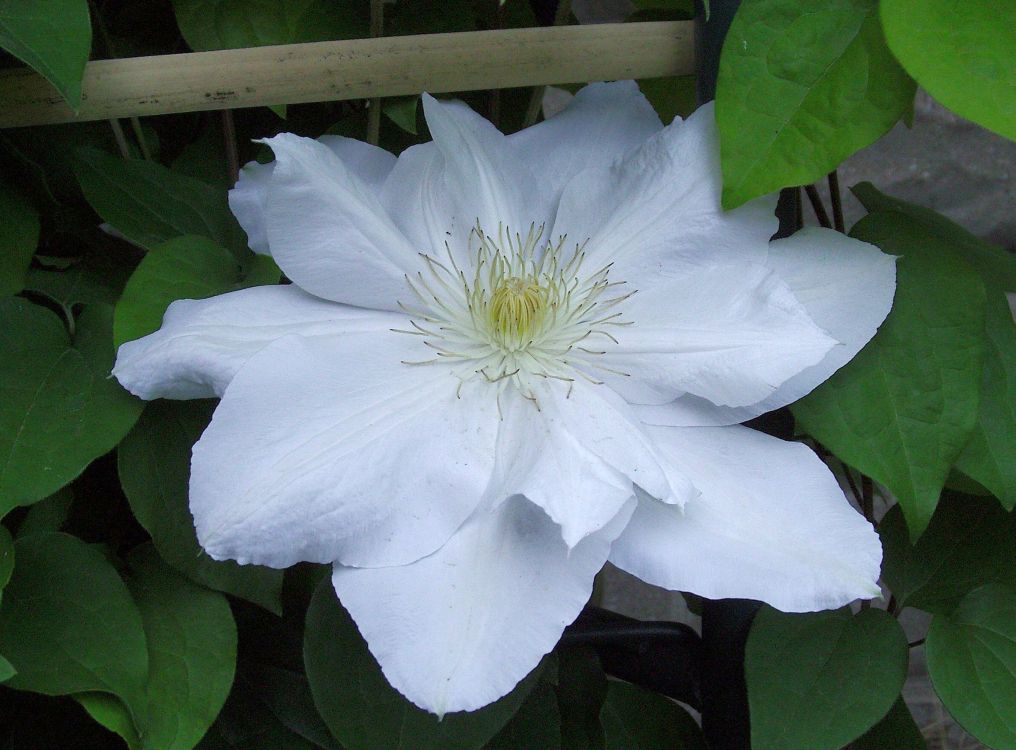Photo Clematis Candida In The Al Flowers General Large Pure White Blooms The Blooming Season Starts With Double Flowers Later Are