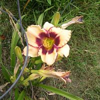 this years  daylilies