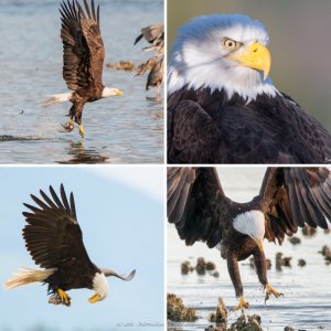 Bald Eagles in the Pacific Northwest