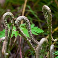 Burgeoning Life - Wild Ferns