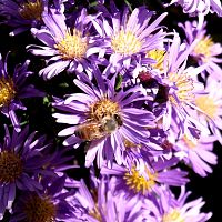 Bee on aster 2010