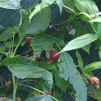 Weather-beaten Raspberries
