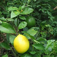 Lemons ripening