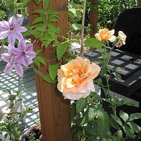 Brandy Rose rose and Clematis growing on deck.