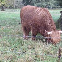 highland_cows_1