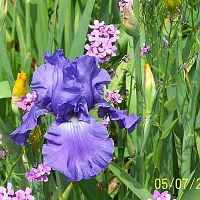 Iris lavender 2