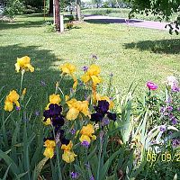 Irises multi 5