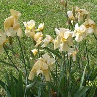 Irises yll 2